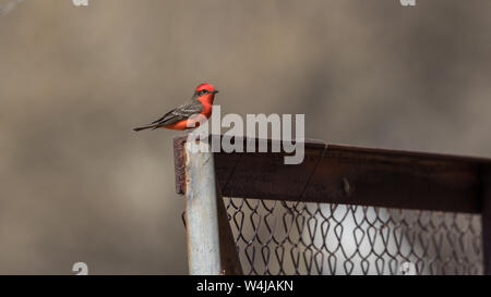 Maschio Flycatcher Vermillion appollaia Foto Stock