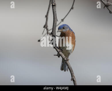 Western Bluebird in Arizona Foto Stock