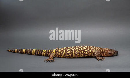 In perline messicano Lizard Heloderma horridum su sfondo bianco. Foto Stock