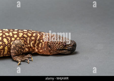 In perline messicano Lizard Heloderma horridum su sfondo bianco. Foto Stock