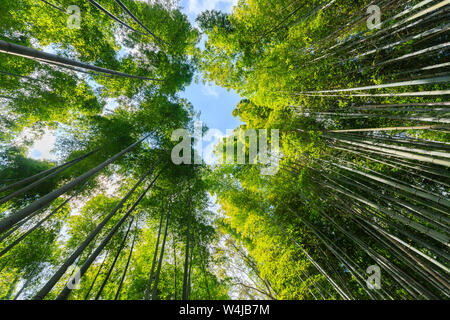 Il famoso Arashiyama giapponese foresta di bamboo, Kyoto, Giappone Foto Stock