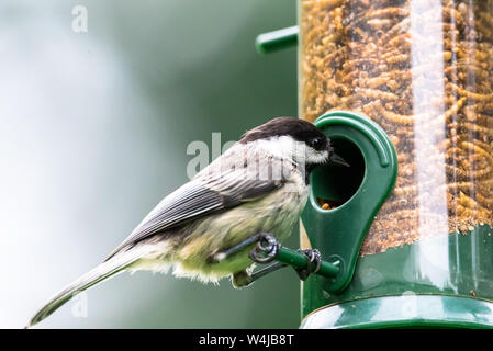 Black-capped chickadee mangiare mealworms secchi da un alimentatore di uccelli cortile. Foto Stock