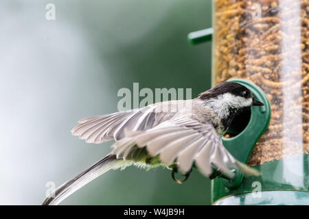 Black-capped chickadee mangiare mealworms secchi da un alimentatore di uccelli cortile. Foto Stock