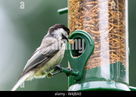 Black-capped chickadee mangiare mealworms secchi da un alimentatore di uccelli cortile. Foto Stock