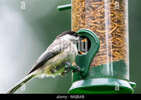 Black-capped chickadee mangiare mealworms secchi da un alimentatore di uccelli cortile. Foto Stock