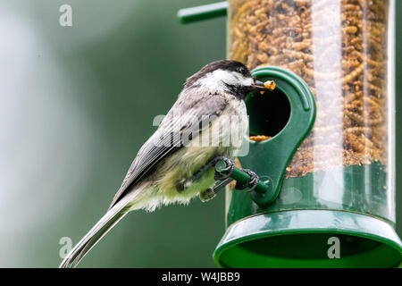 Black-capped chickadee mangiare mealworms secchi da un alimentatore di uccelli cortile. Foto Stock