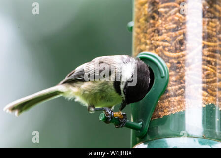 Black-capped chickadee mangiare mealworms secchi da un alimentatore di uccelli cortile. Foto Stock