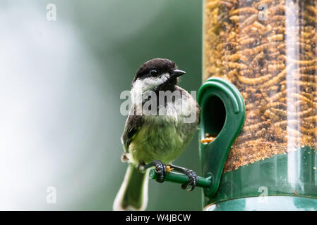 Black-capped chickadee mangiare mealworms secchi da un alimentatore di uccelli cortile. Foto Stock