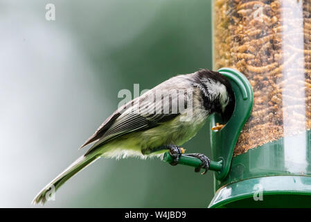 Black-capped chickadee mangiare mealworms secchi da un alimentatore di uccelli cortile. Foto Stock