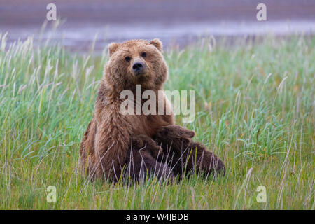 Orso grizzly seminare nursing cubs, il Parco Nazionale del Lago Clark, Alaska Foto Stock
