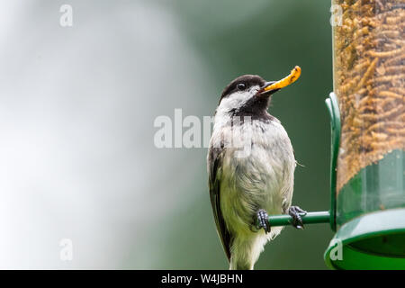 Black-capped chickadee mangiare mealworms secchi da un alimentatore di uccelli cortile. Foto Stock