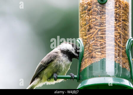 Black-capped chickadee mangiare mealworms secchi da un alimentatore di uccelli cortile. Foto Stock