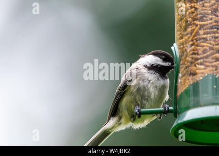 Black-capped chickadee mangiare mealworms secchi da un alimentatore di uccelli cortile. Foto Stock