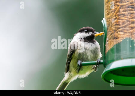 Black-capped chickadee mangiare mealworms secchi da un alimentatore di uccelli cortile. Foto Stock