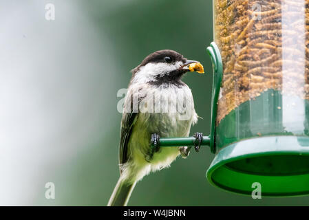 Black-capped chickadee mangiare mealworms secchi da un alimentatore di uccelli cortile. Foto Stock