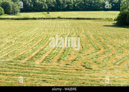 Righe di fieno tagliato su un campo di essiccazione in calde giornate di sole Foto Stock