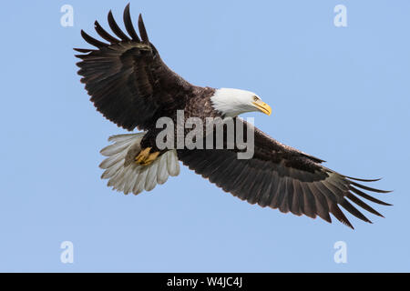 Nord America; Stati Uniti; Alaska; Portage Valley; fauna; uccelli predatori;; aquila calva; Haliaeetus leucocephalus Foto Stock