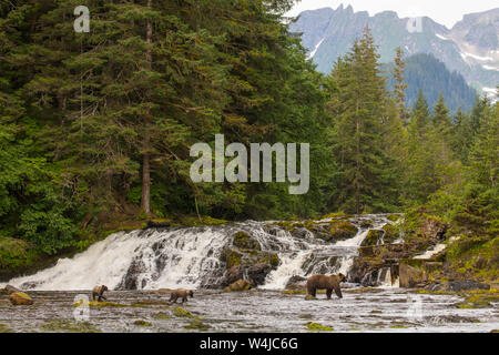 Orso grizzly seminare con cuccioli pesca, Tongass National Forest, Alaska Foto Stock