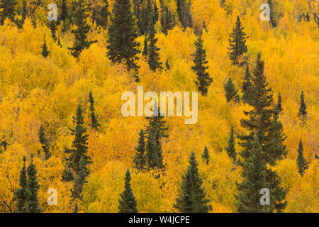 Collezione Autunno in Alaska. Foto Stock