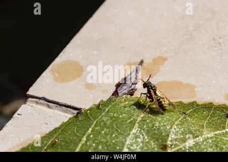 Carta europea wasp (Polistes dominulus) dopo aver salvato da acqua di piscina in posizione di parcheggio Foto Stock