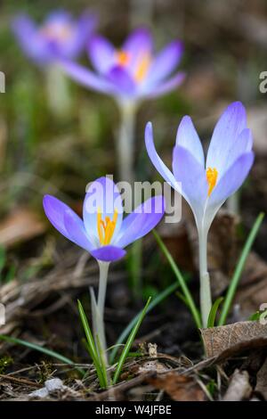 Bosco di crochi (Crocus tommasinianus), Baden Wurttemberg, Germania Foto Stock