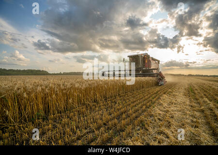 Harvester rimuove il campo di grano sullo sfondo del tramonto cielo molto nuvoloso Foto Stock