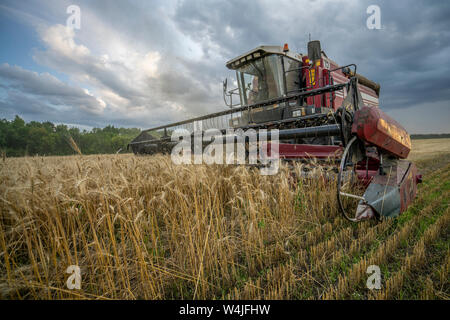 Harvester rimuove il campo di grano sullo sfondo del tramonto cielo molto nuvoloso Foto Stock