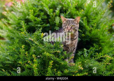 Tiger cat (Felis silvestris catus), un occhio cieco, seduta in yew, Austria Foto Stock