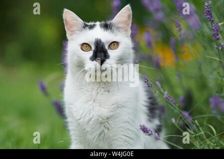 Bianco e nero cat (Felis silvestris catus) si siede nella lavanda, animale ritratto, Austria Foto Stock