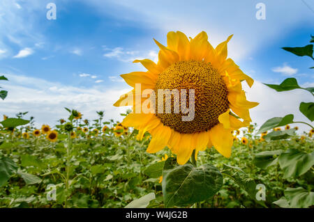 Campo di girasole al tramonto. Close-up di fioritura giallo girasole contro il cielo blu. In estate il paesaggio rurale. Concetto di ricco raccolto Foto Stock