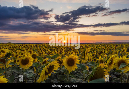 Crimson tramonto sul campo della fioritura di semi di girasole Foto Stock