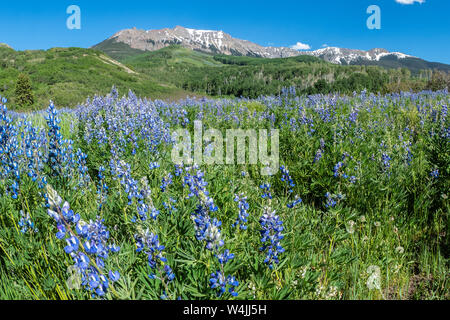 Lupino sul pendio di una collina, ultimo dollaro Road, County Road 58P, San Juan Mountains tra Ridgway e Telluride, Colorado. Foto Stock