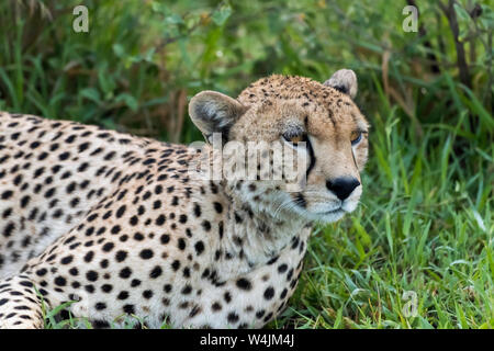 Ritratto di un maschio di ghepardo, Grumeti Game Reserve, Serengeti, Tanzania Foto Stock