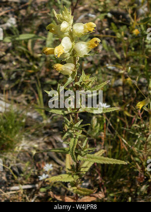 Il fiore selvatico, (Rhinanthus angustifolius) FINLANDIA Foto Stock