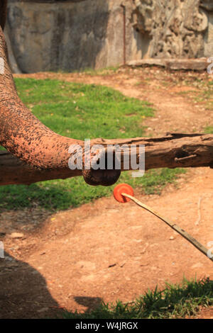 Un elefante asiatico allo Zoo di Chiang mai in Thailandia si allunga per un pezzo di carota offerto alla fine di un bastone. Foto Stock