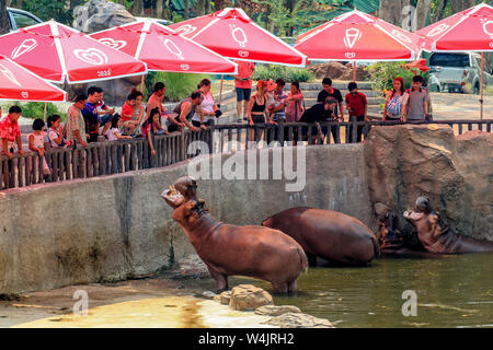 I turisti provenienti da tutto il mondo alimentano Hippos allo Zoo di Chiang mai nella Thailandia del Nord. Foto Stock