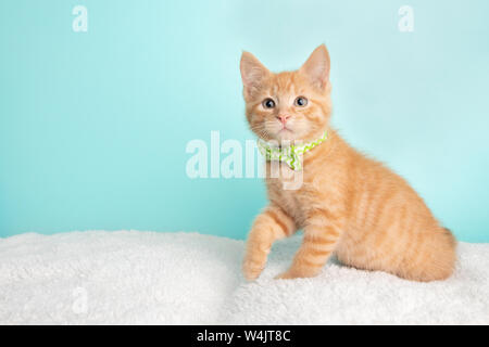 Carino giovane Orange Tabby Gattino Rescue indossando verde e bianca a strisce Bow Tie seduta con zampa su uno sfondo blu Foto Stock