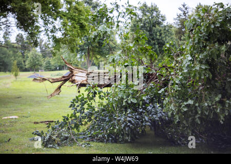Manna nella foresta dei danni causati dalle tempeste la caduta di alberi in una foresta dopo il forte uragano Foto Stock