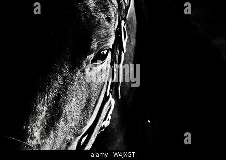 Primo piano in bianco e nero di una testa di cavallo guardando giù Foto Stock