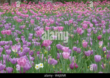 Viola Campo di tulipani in Dallas Arboretum e Giardino Botanico Foto Stock