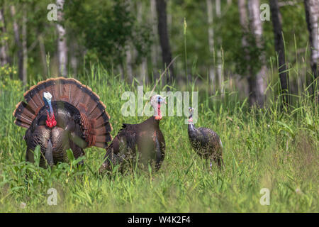 Tom tacchini strutting per una gallina decoy in Wisconsin settentrionale. Foto Stock