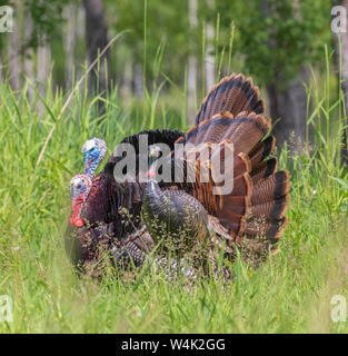 Tom tacchini strutting per una gallina decoy in Wisconsin settentrionale. Foto Stock