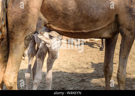 Baby cammello aspira il latte dalla Madre nel Centro Nazionale di Ricerca sul cammello. Bikaner. Il Rajasthan. India Foto Stock