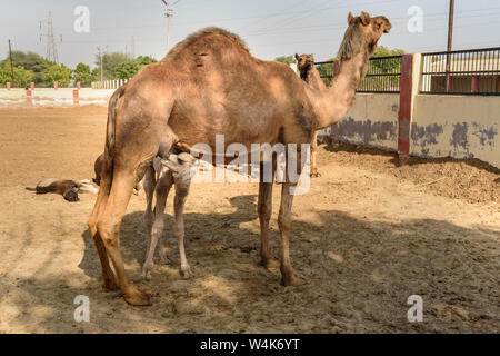 Baby cammello aspira il latte dalla Madre nel Centro Nazionale di Ricerca sul cammello. Bikaner. Il Rajasthan. India Foto Stock