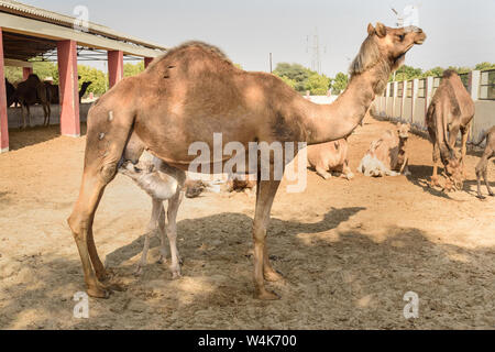 Baby cammello aspira il latte dalla Madre nel Centro Nazionale di Ricerca sul cammello. Bikaner. Il Rajasthan. India Foto Stock