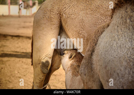 Baby cammello aspira il latte dalla Madre nel Centro Nazionale di Ricerca sul cammello. Bikaner. Il Rajasthan. India Foto Stock