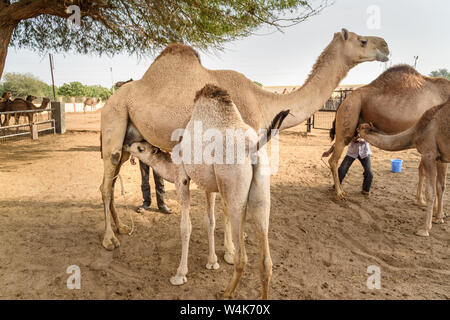 Baby cammello aspira il latte dalla Madre nel Centro Nazionale di Ricerca sul cammello. Bikaner. Il Rajasthan. India Foto Stock