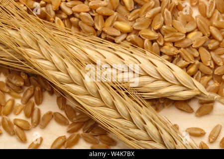 Spighe di grano con grani di grano su sfondo di legno Foto Stock