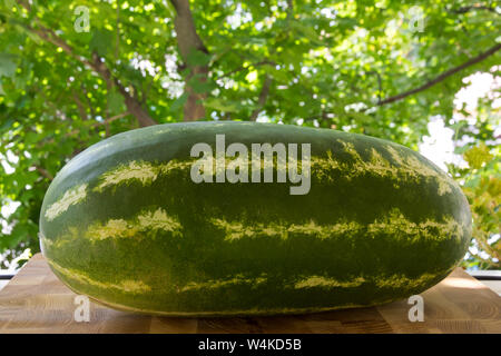 Lungo il verde listati di anguria giace su una tavola di legno contro lo sfondo di una finestra aperta e alberi verdi Foto Stock