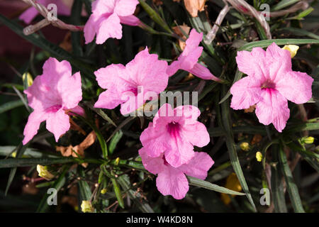 Infiorescenza di violetto rosa oleandro in presenza di luce solare. Close-up Foto Stock